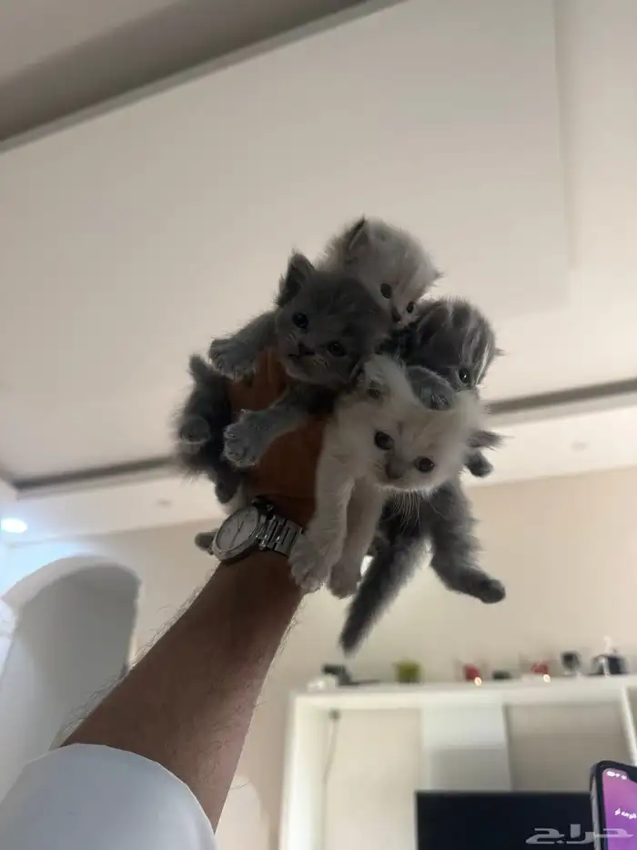 قطط للبيع مع الام 0