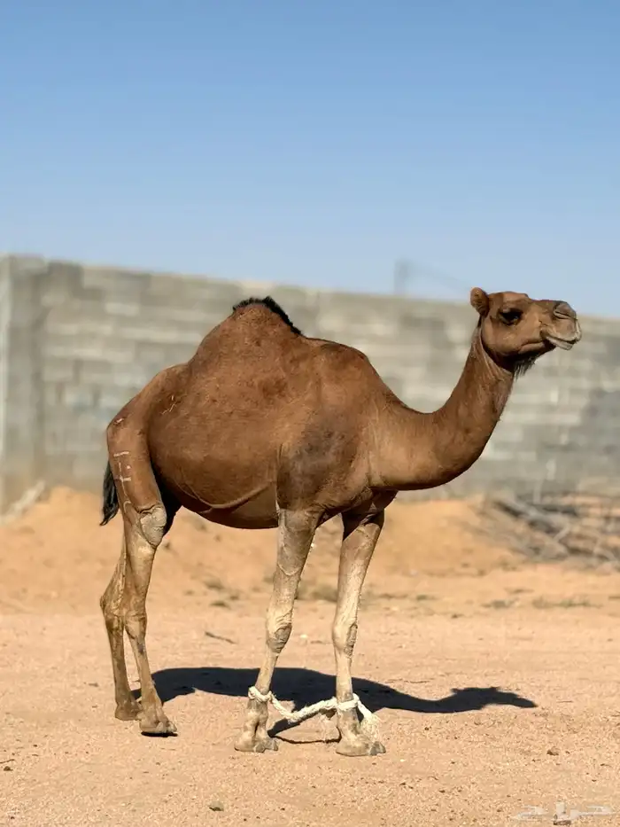 ناقه ساحليه لقحه 1