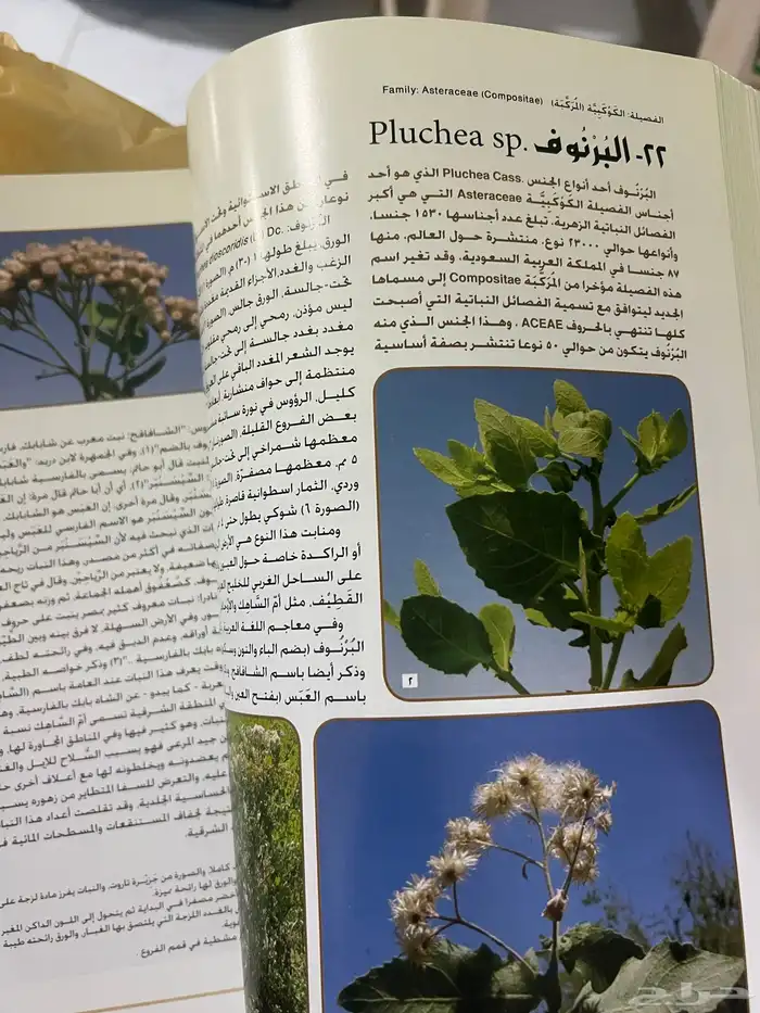 كتاب ضخم عن النبات البري في المنطقة الشرقية 6