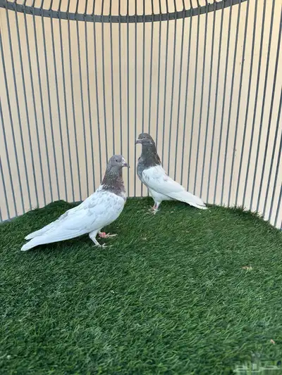 حمام باكستاني index