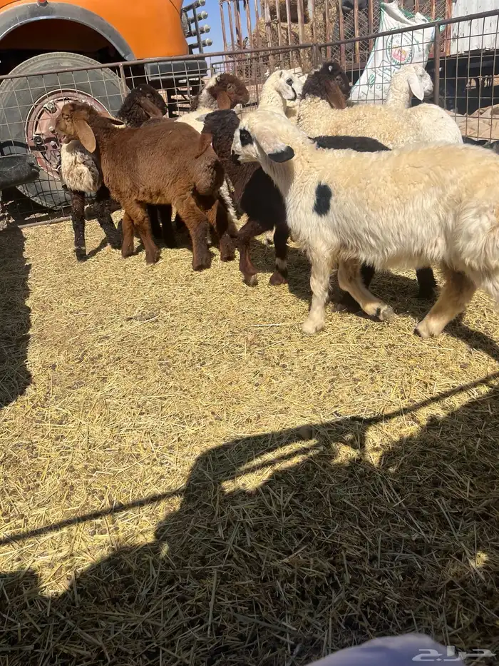 بهم هرفالعدد 15 2