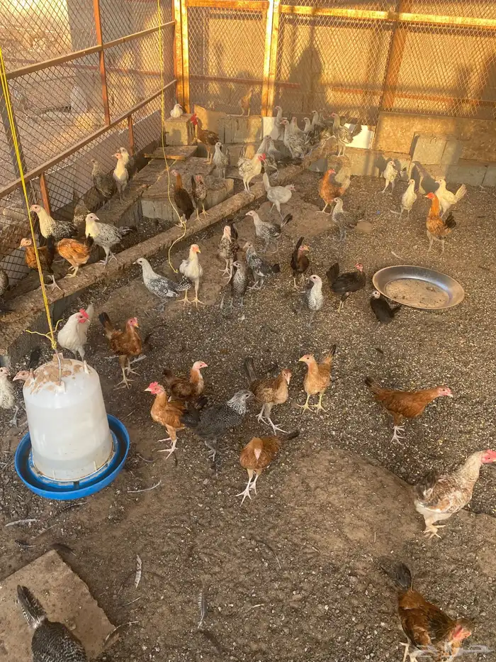 دجاج فراريج للبيع 0