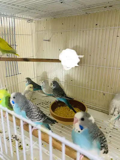 طبات باجي اليفة 0