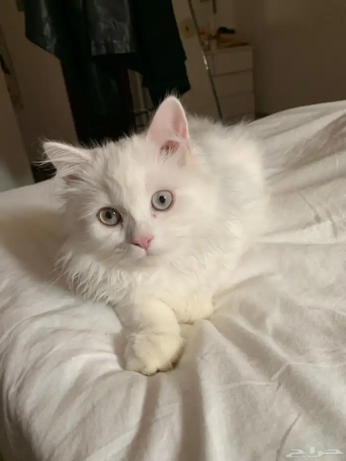 قط هملايا ذكر العمر 4 شهور 0