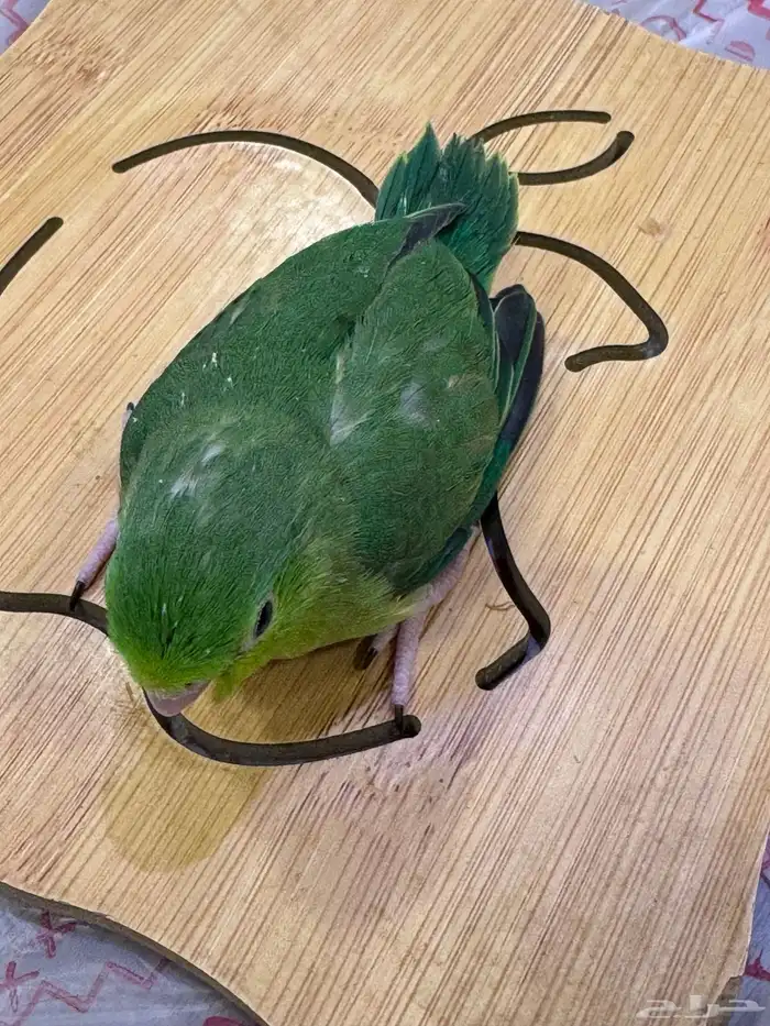 فرخ مني روز باروليت (((تم البيع خارج الموقع))) 2