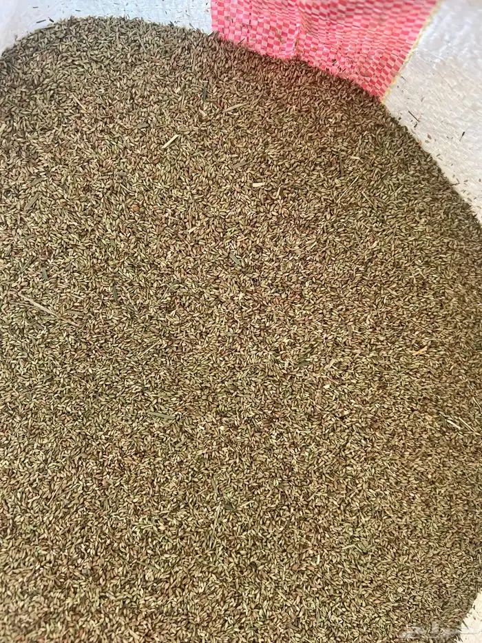 بذر بلوبنك صافي تنزاني 2