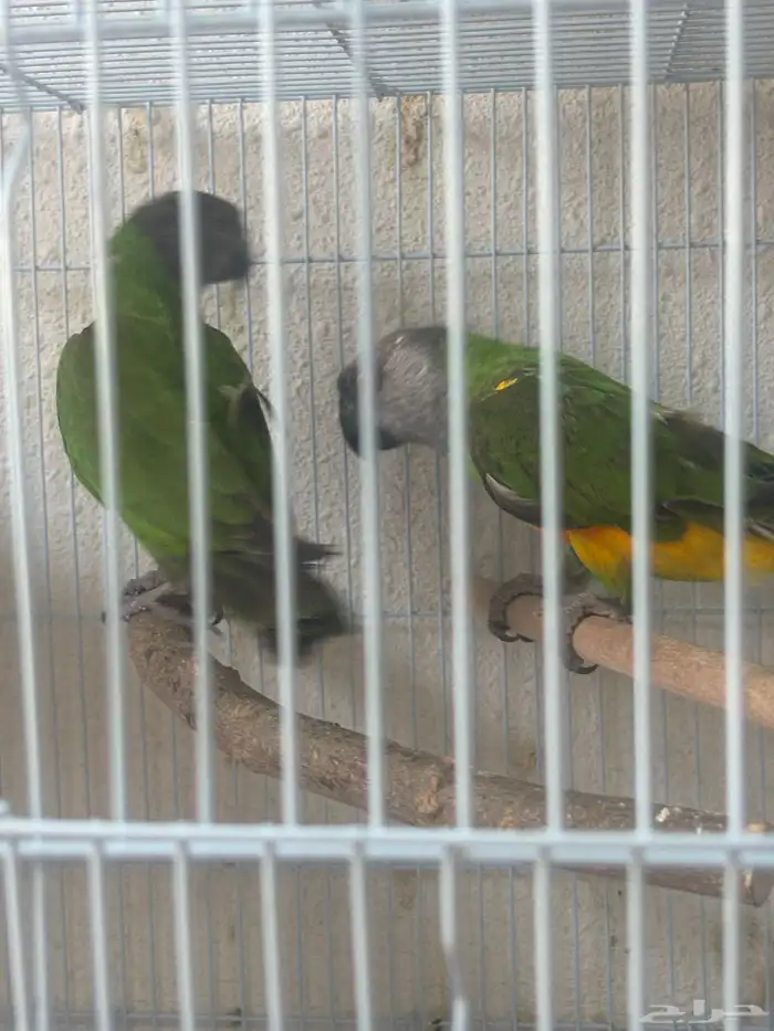 زوج سنغالي 2