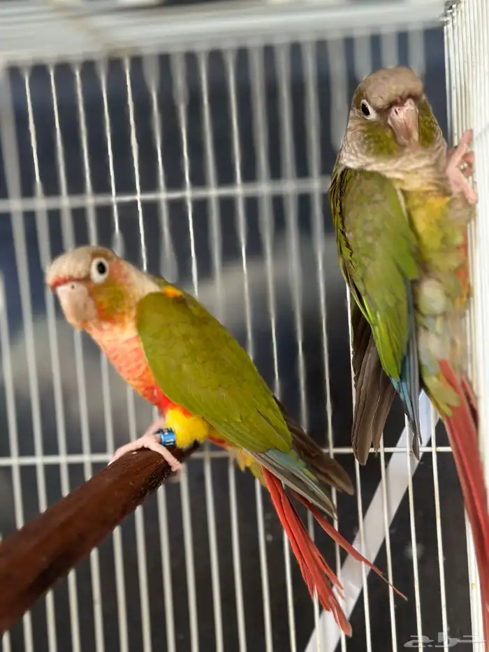 جوز كنيور منتج 1