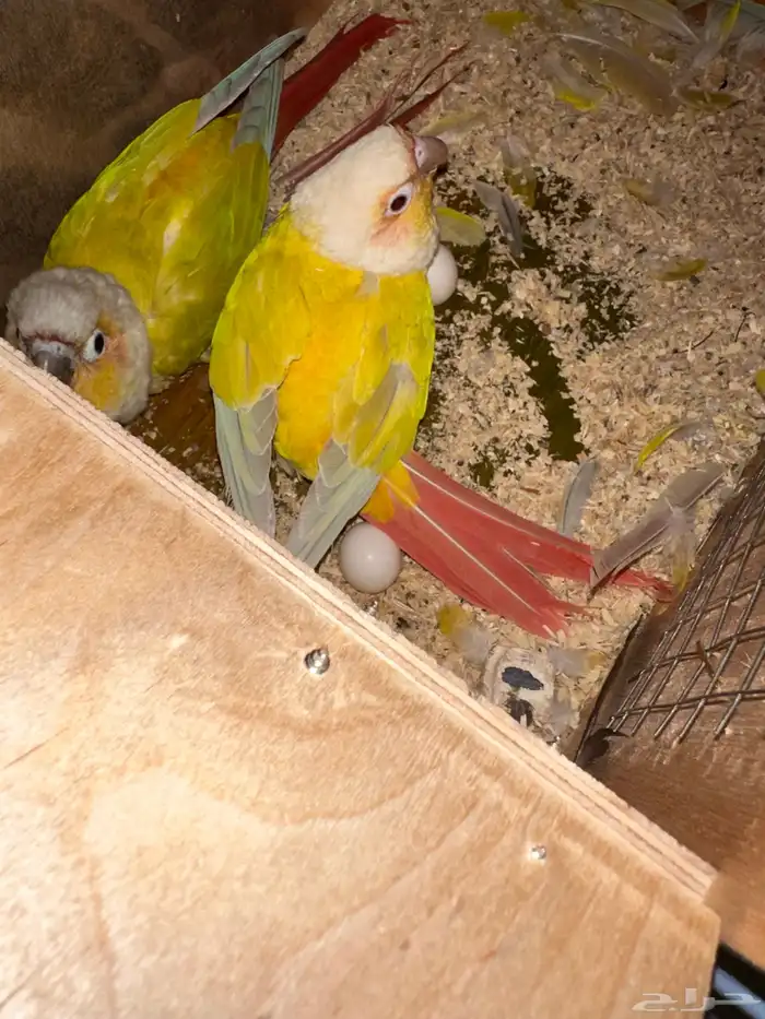 زوج كنيور مع 4 بيضات تم البيع 4