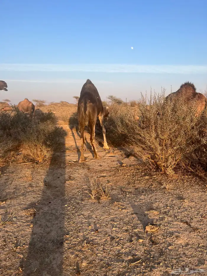 ناقه معشر عشار 12