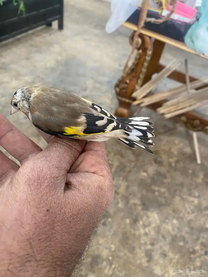 حسون فرخ سوري تم البيع 0