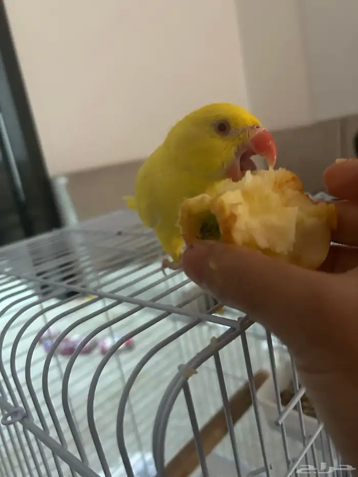 دره هولندي 2