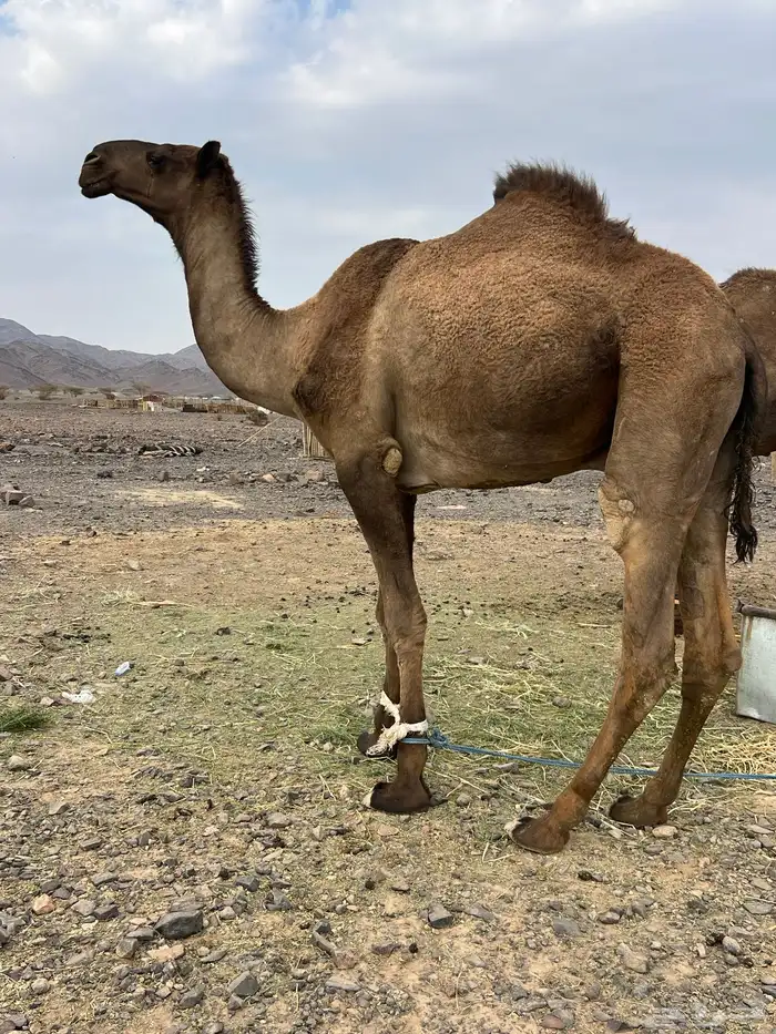 قعود اصفر فحل ب 8800 تم البيع 4