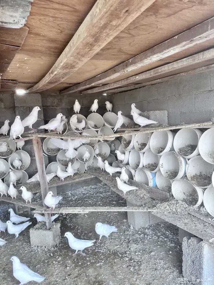 حمام فرنسي 2