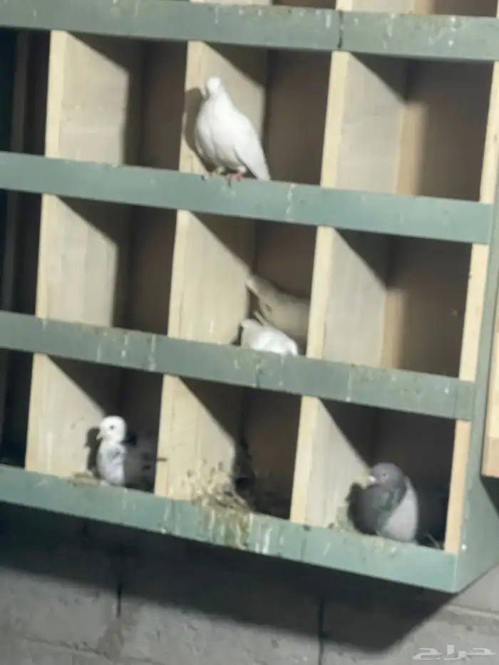 حمام صنعاني وجوز لاحم فرنسي 4