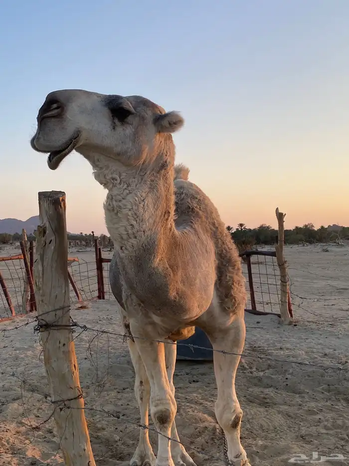 ماشاءالله تبارك الله وافلح من ذكر الله بعير منتج على كساب 6