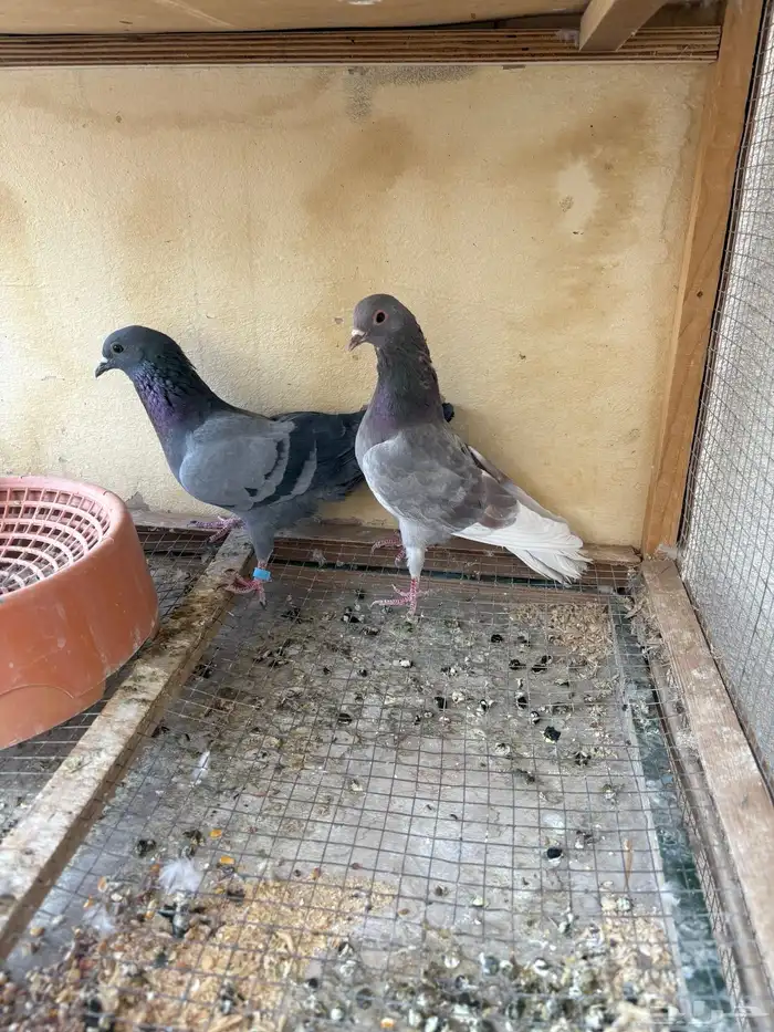 حمام صنعاني تم البيع تم البيع 1