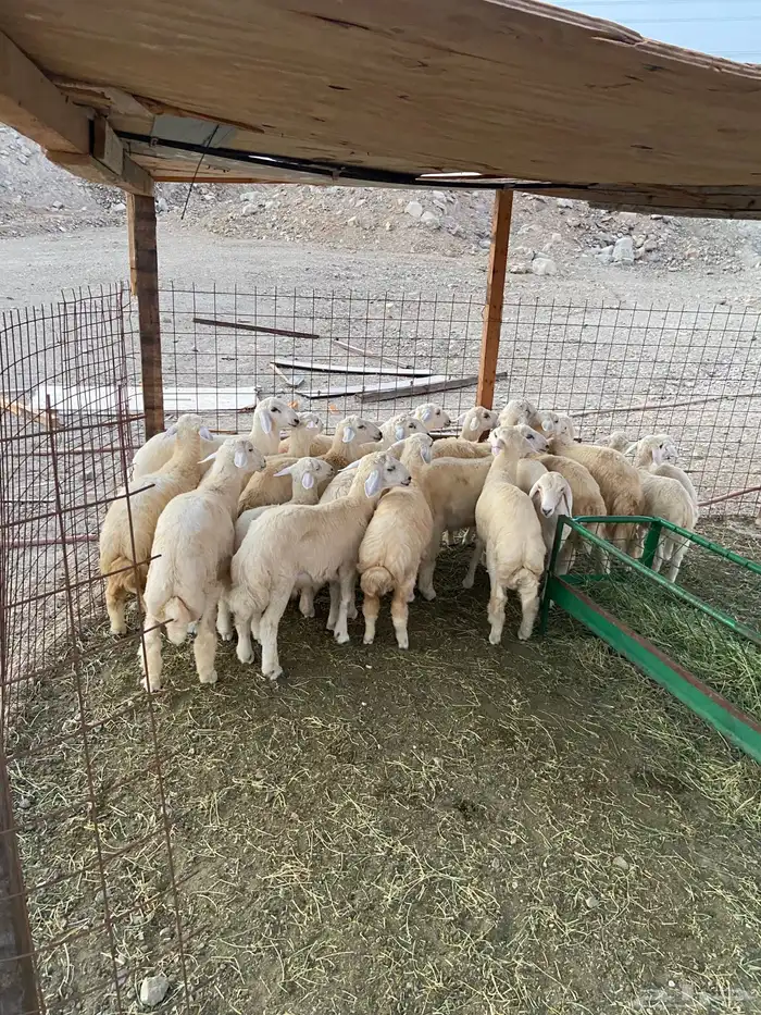 طليان ورخال ذبايح للبيع 5