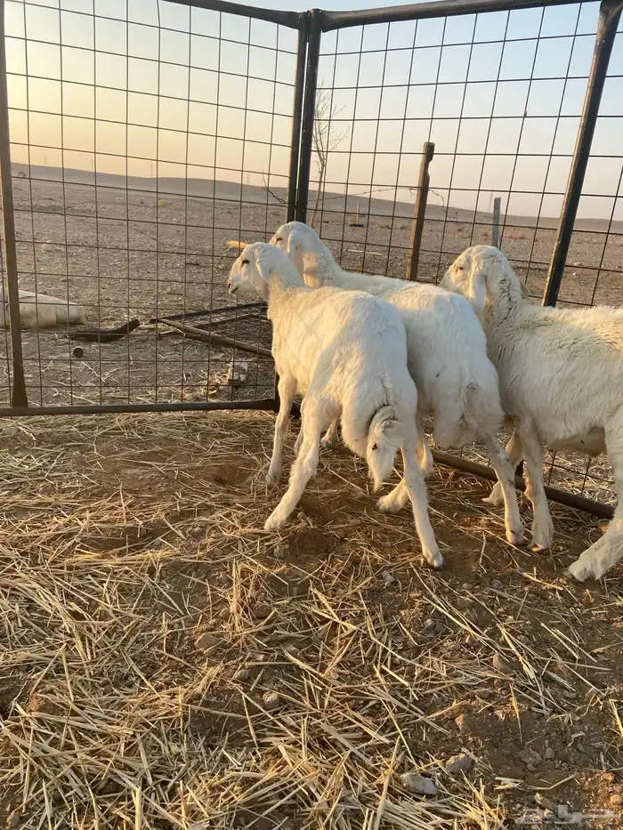 ذبايح حريه 3