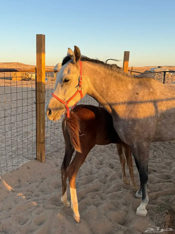 فرس وتحتها مهر شعبيه (9000) من شراء يربح 9