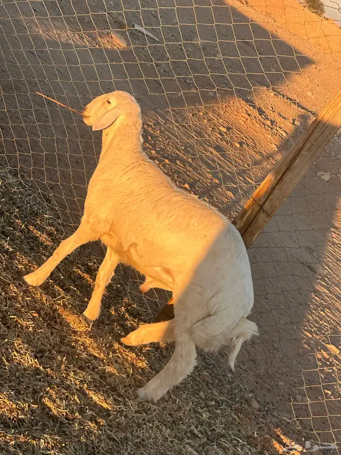 خرفان حريه جبره 4