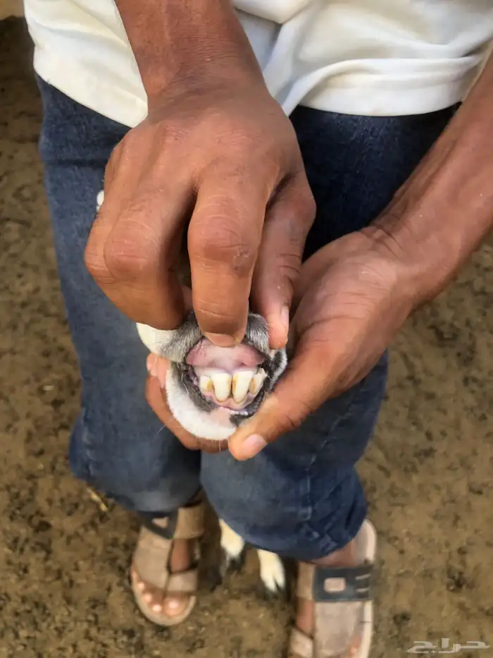 ضان رفيدية دفيع 12