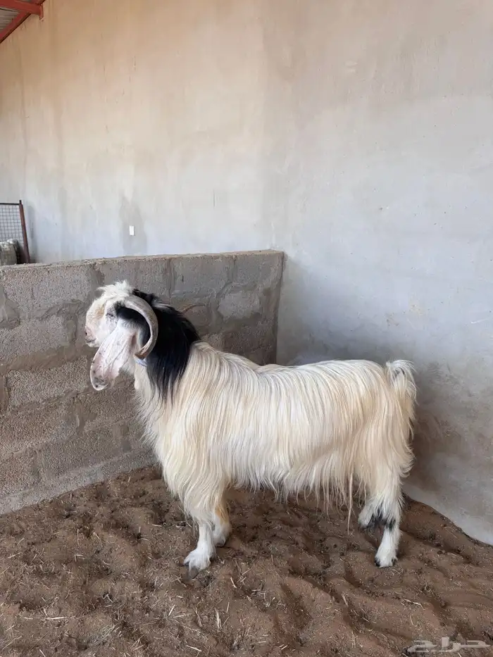 فحل قريع مشروط 1