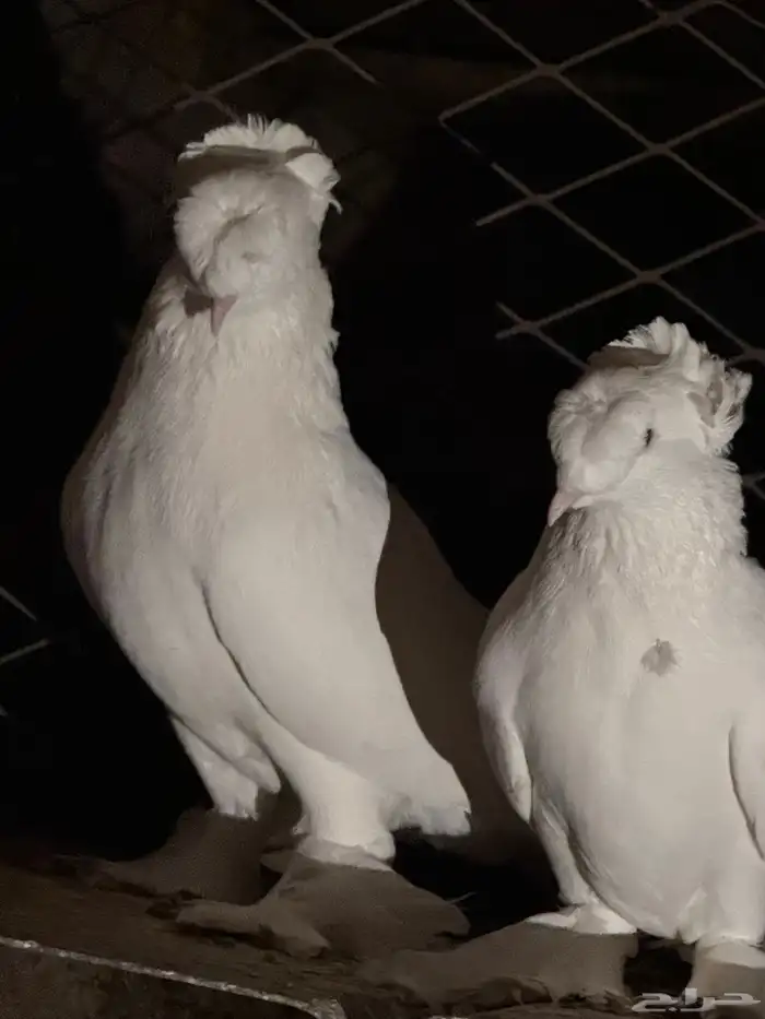 زوج ابيض دبل كرست خارجي 1