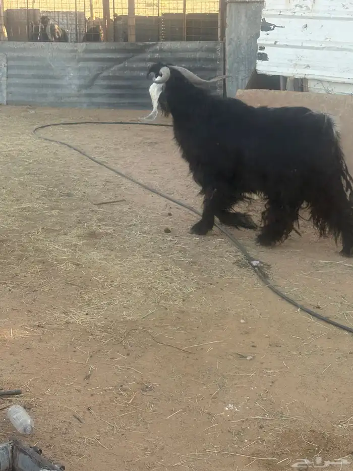 تيس عارضي صنف إنتاج شرط 3