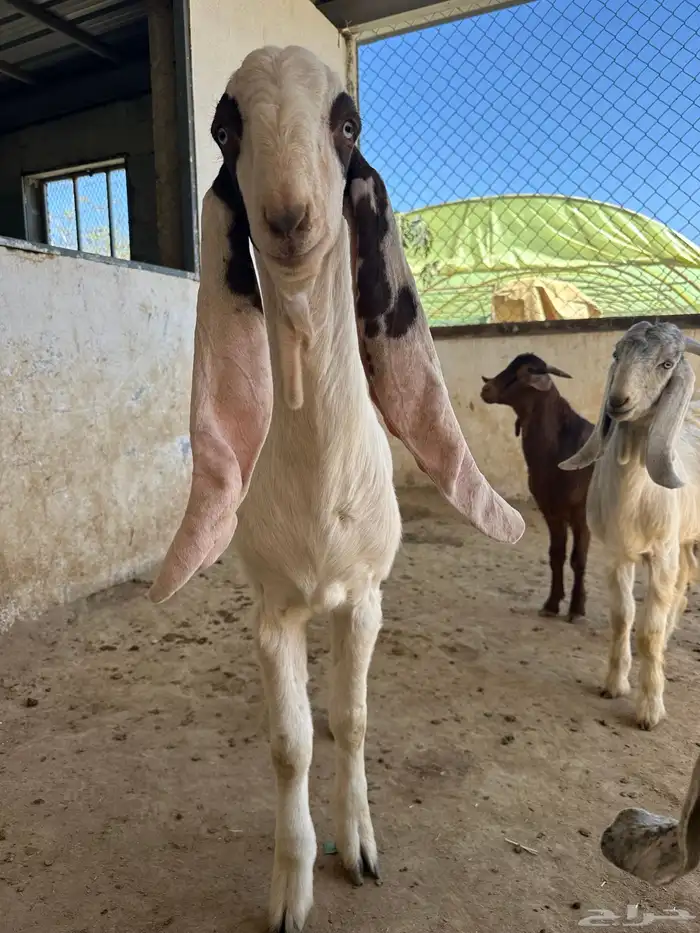 مشاريع فحول تيوس هولندي 3