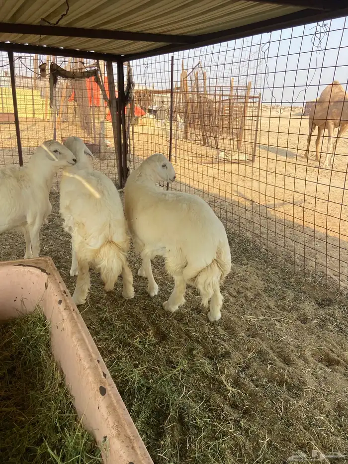 طليان حريه ذبايح ضيوف. مع ذبح وتوصيل. 8