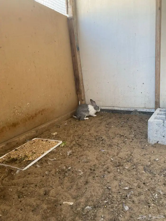 ارنب انثى للبيع 2