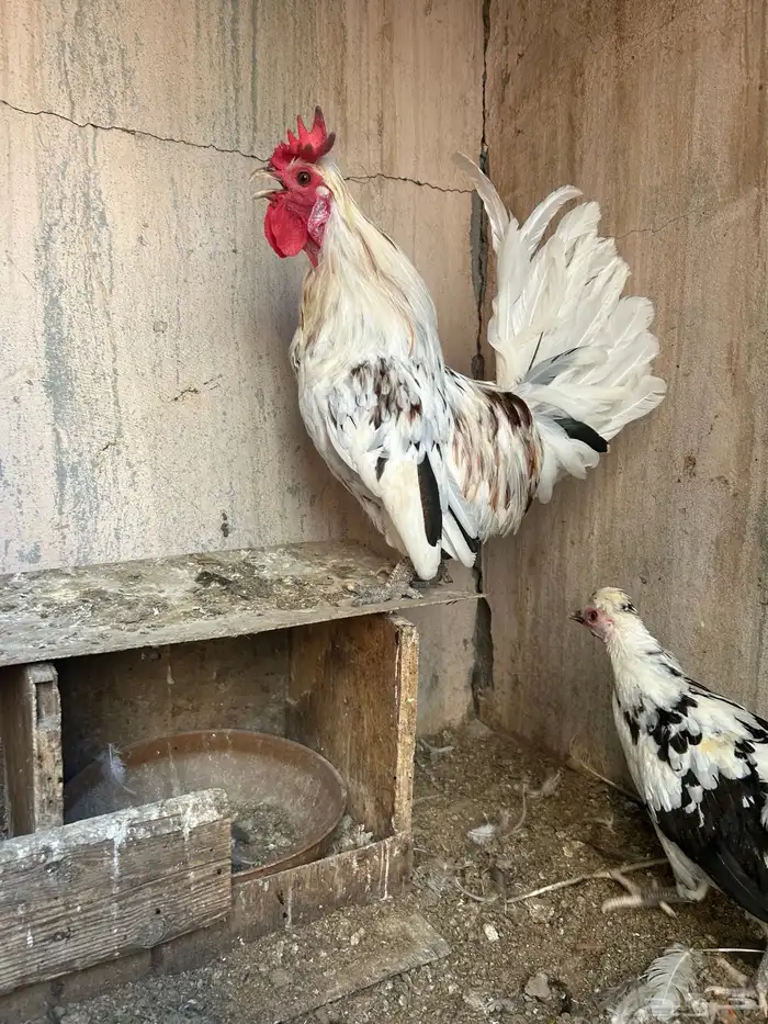 دجاج حباحب نصايف 10