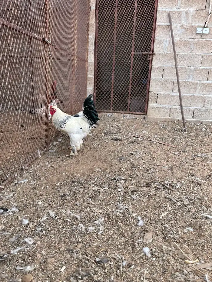 ديكه براهما 2