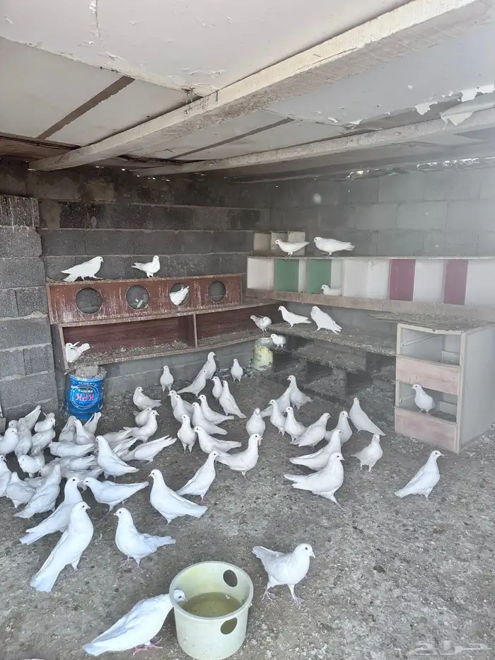 حمام فرنسي 4