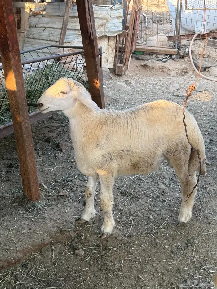 اللي عنده مناسبة ويبي طليان تجمله تربية شايب مراح يدخل 0