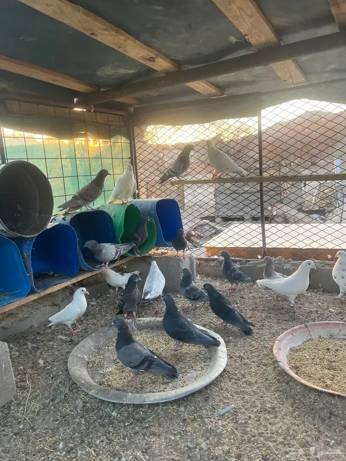 حمام مخلوط 3