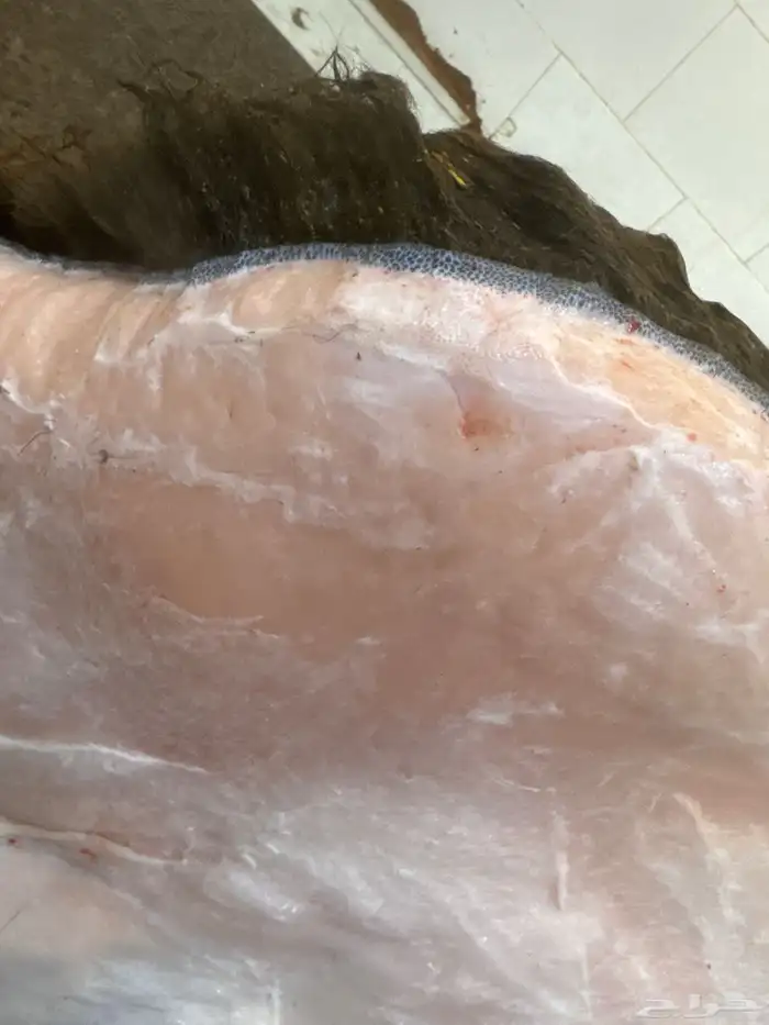 حوار لباني عمره (4) اشهر والحم مشروط وتحدي 1