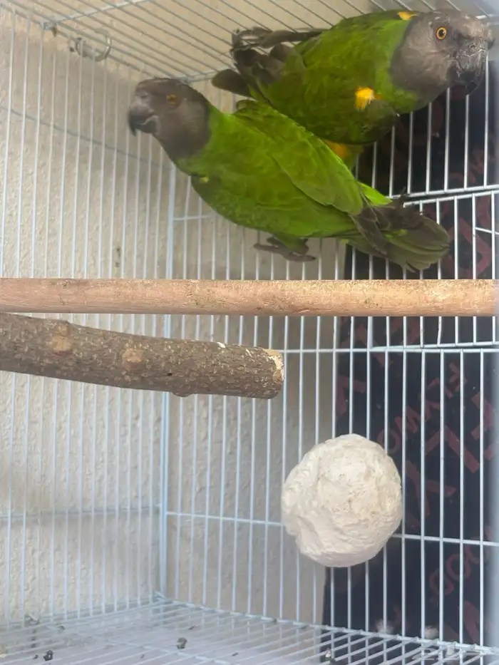 زوج سنغالي 0