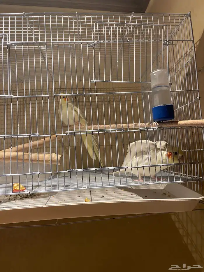 طيور كوكتيل 0