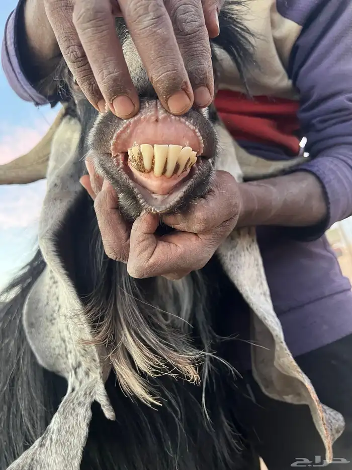 تيس عارضي فحل 5