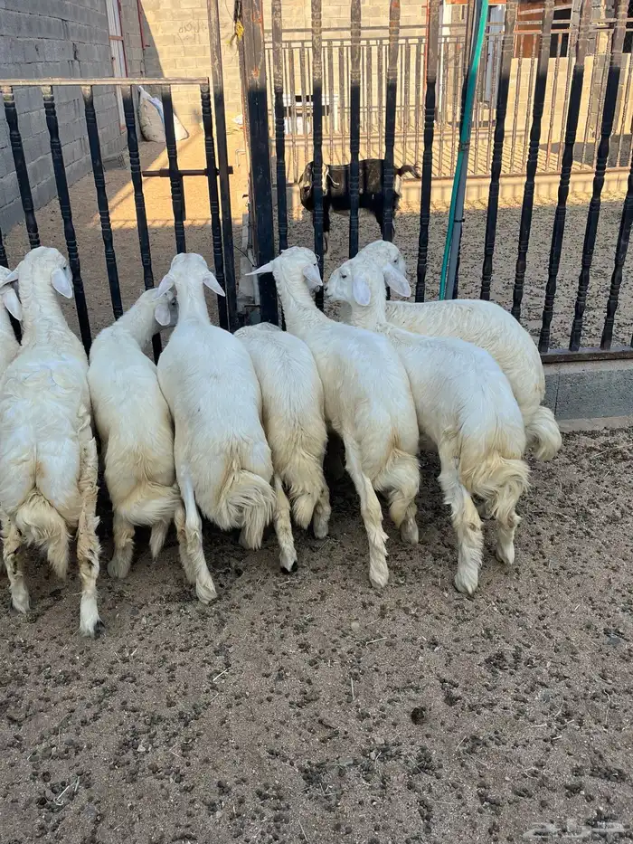 خرفان فواخر تم البيع 0