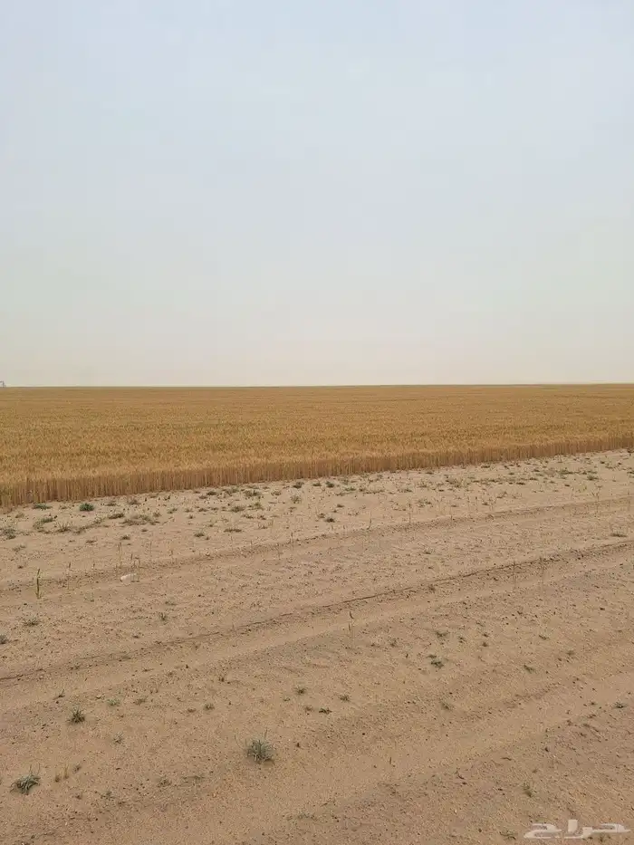 للايجار في قريه العليا 1