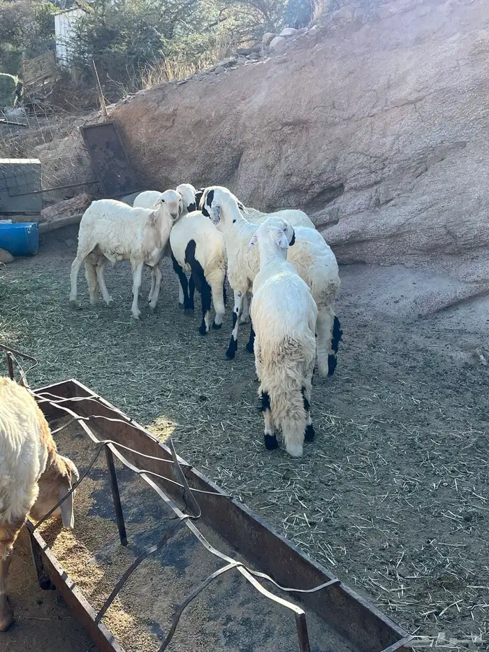 طليان سواكن للبيع 1