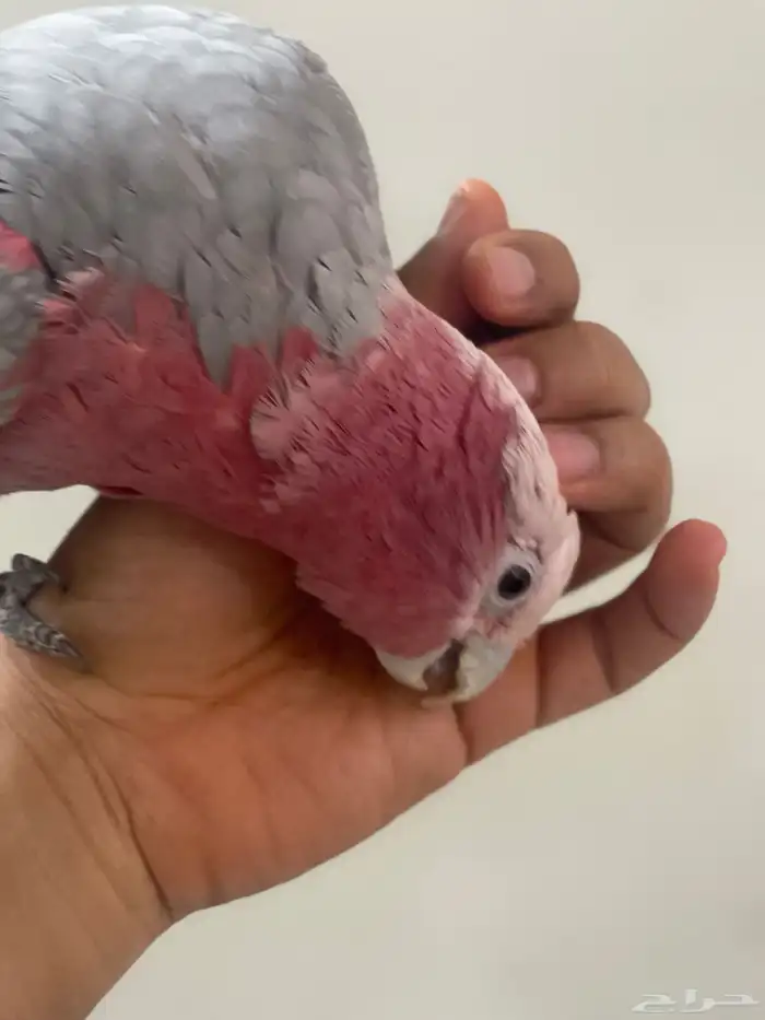 كوكاتو غالا 1