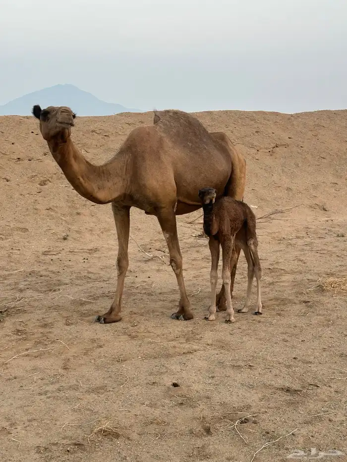 خلفه مصغر ساحليه 1