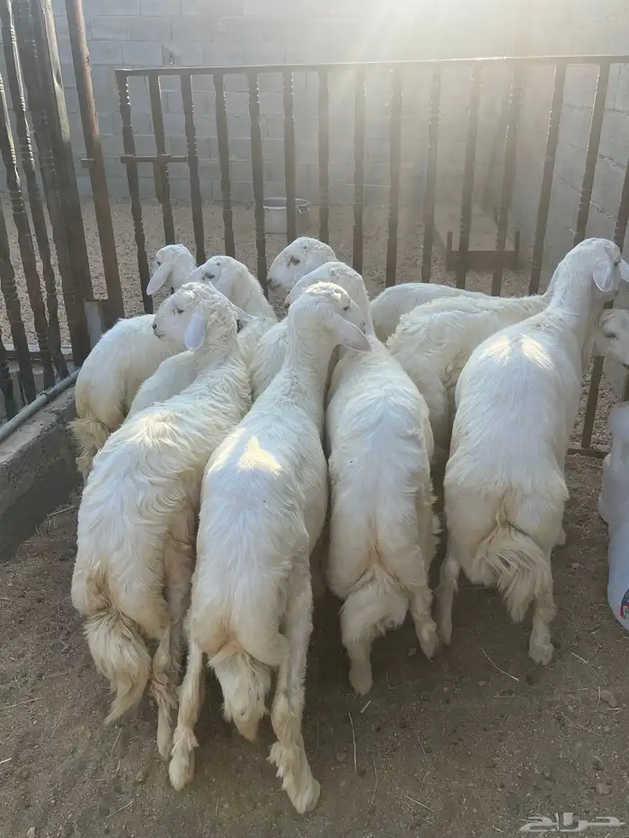 خرفان فواخر تم البيع 3