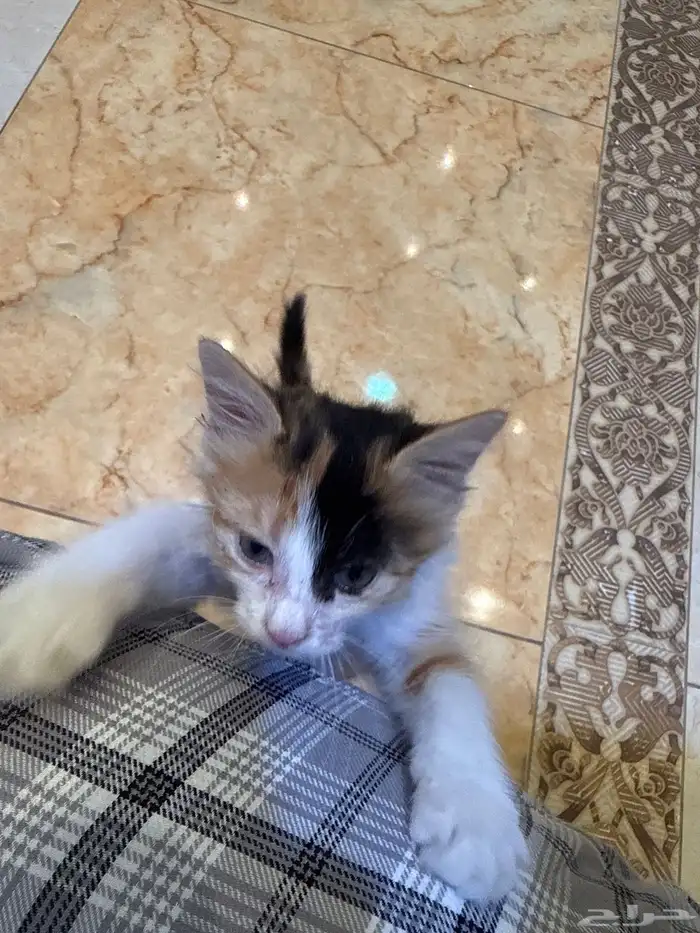 قطوة للتبني 2