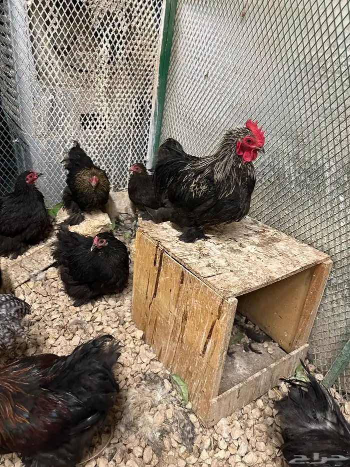 دجاج كوشن بداية انتاج 4