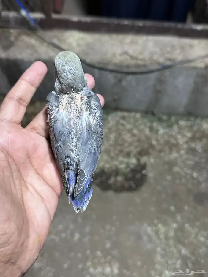 فروخ روز نهايه غر للبيع اليفه جدا 5